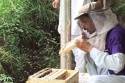 Dunya News - Honey obtained from AJK's mountain bee in demand across the world