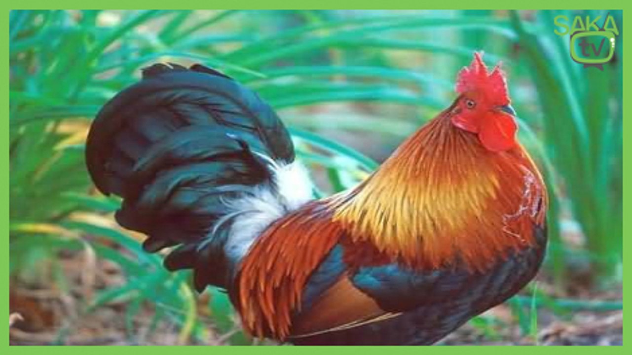 Horoza Artistlik Yapan Çocugun Feci Sonu