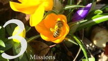 Plan Bee Ltd -  3 Missions