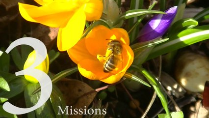 Plan Bee Ltd -  3 Missions