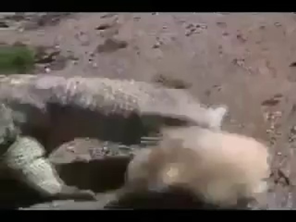 Brave Chick Fight with Salamender