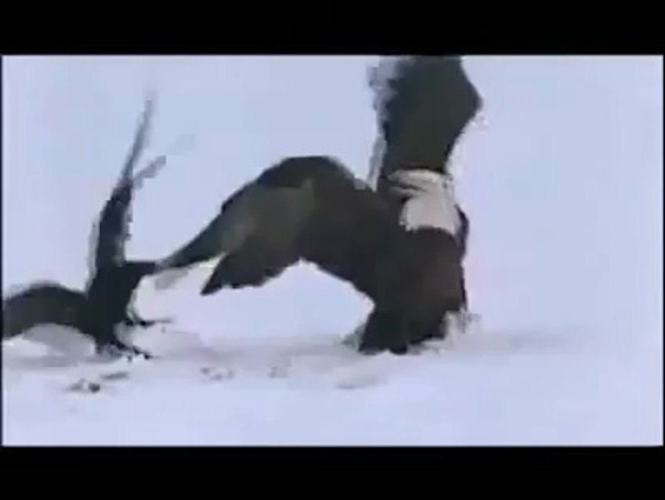 Brave Crow Messing With Hawk