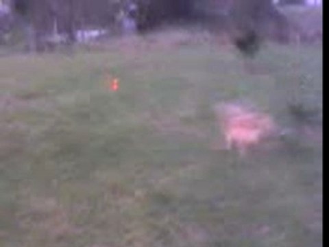 Berger des Pyrénées