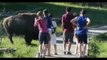 Angry bison charges at a small child in Yellowstone park