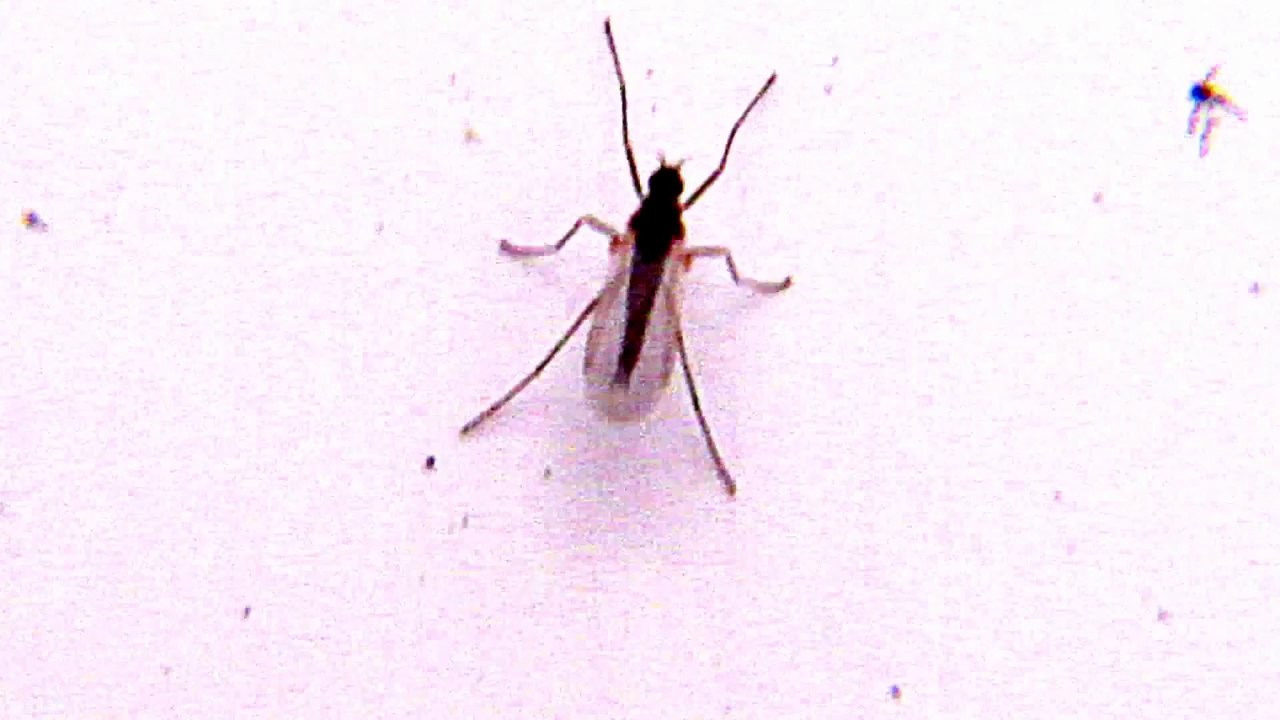 Bug Shaped Like a Dagger-Mysterious Nature
