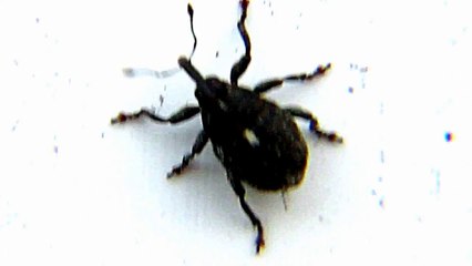 A Barking Wolf Picture on A  bugs  back ,Never Before seen??