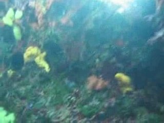 Freediving Croatia 2006