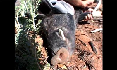 Dave Ireland Discusses Outback Series Pain Relief