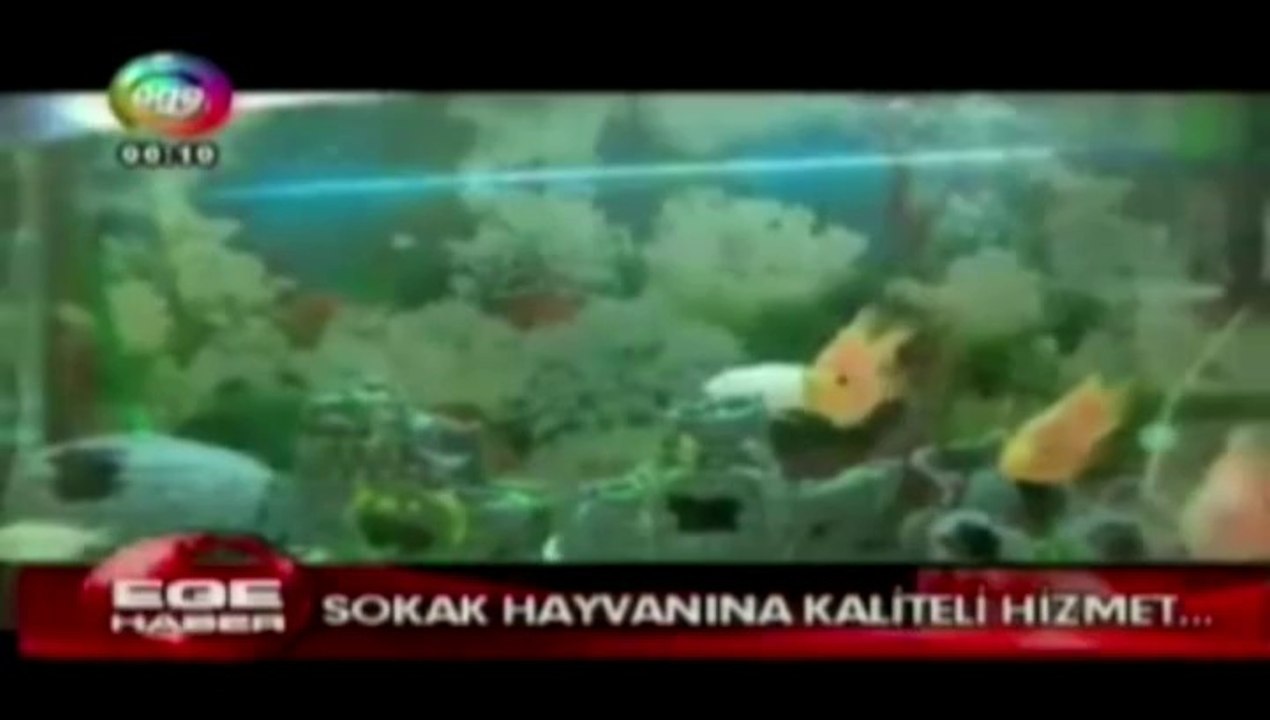 Ege Tv'de yayınlanan ''Çiğli Belediyesi'nden sokak hayvanlarına kaliteli hizmet '' haberi.