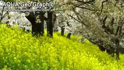 桜 吹雪  Sakura Fubuki