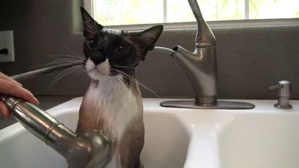 Banyo yapan sevimli kedi