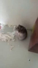 Fare Ölü Taklidi Yaparsa