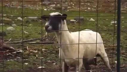 İsyan Çıkartan Koyun ( İBRETLİK )