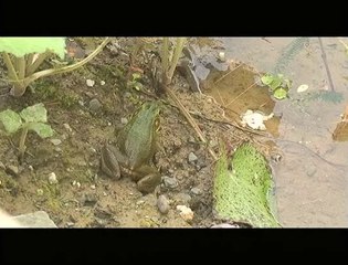 Wack Pack Wildlife Sounds