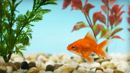 Awesome Fish Tank Plants