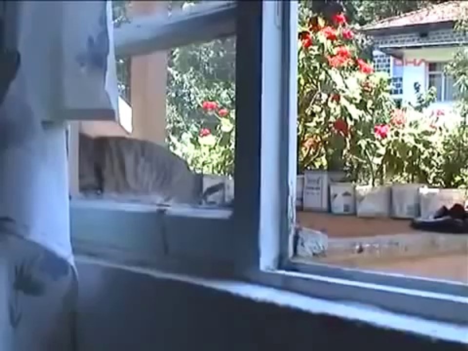 Kapı Kolunu Açan Rizeli Kedi