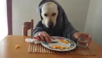 Dog having Breakfast