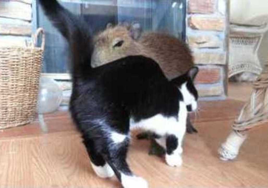 Cute Capybara Plays With Kitten