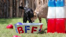 Dog And Cheetah BFFs Celebrate Their Shared Birthday