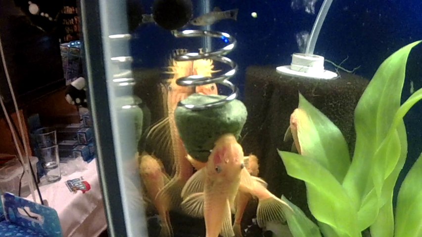The Pleco Feeder videos - Dailymotion