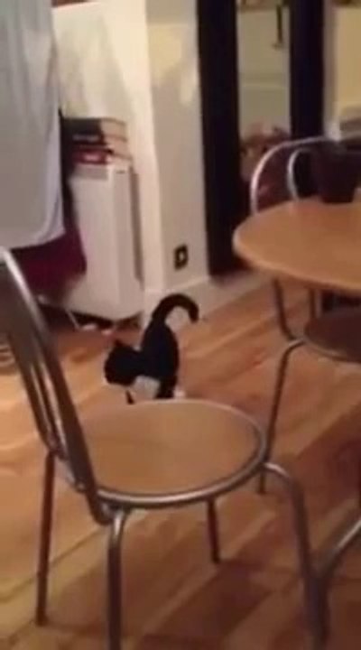 Le chat kangourou *___*