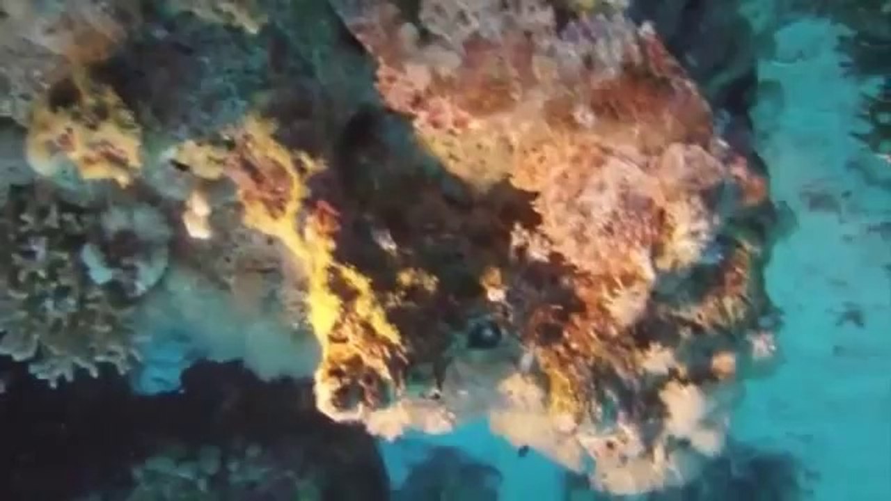 Подводный мир Которской бухты с турфирмой ООО Респект Иркутск Партизанская 19
