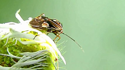 Vampire Face Amazing Brown Beetle