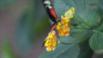 De la chenille au papillon