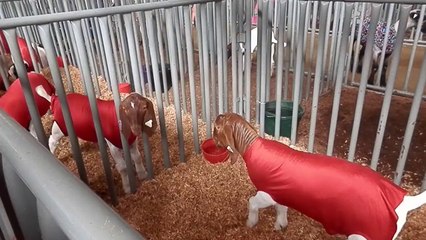 Delmar fair 2014 goats playing