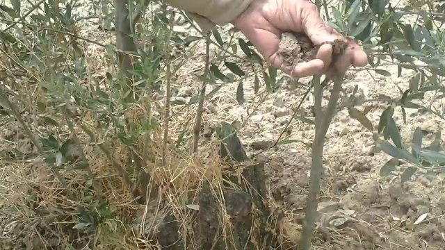 Zeytin kurumasi saruhanli hacirahmanlar sefik yavaş