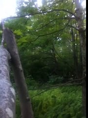 TRAIL CAMERA BIGFOOT FOOTAGE