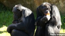 Chimp Attack Victim Pushing Primate Pet Ban