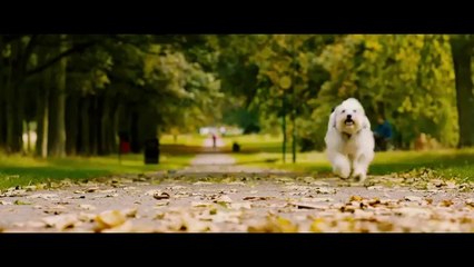 Pudsey The Dog- The Movie Teaser Trailer [Vertigo Films] [HD]