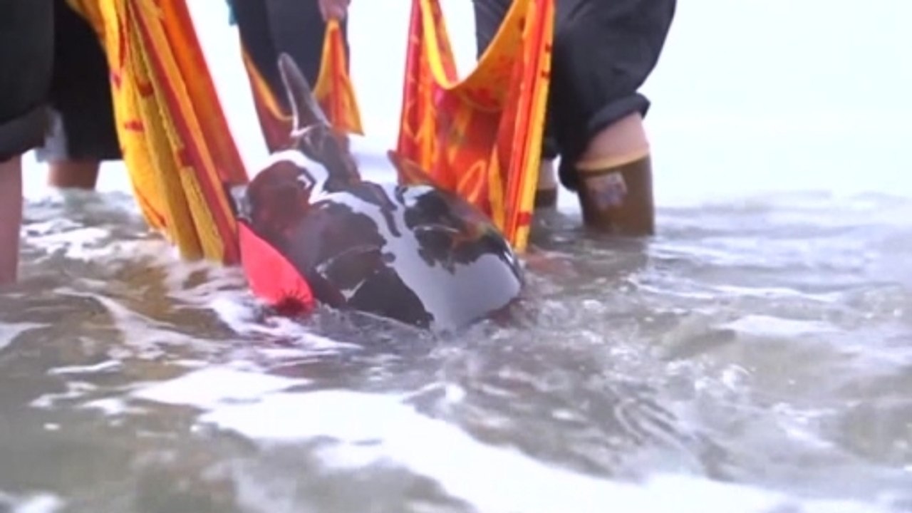 Workers battle to save rare calf found on Canadian beach