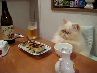 Yalanırken 'Bir Tıkırtı Duydum Sanki' Moduna Geçen Kedi