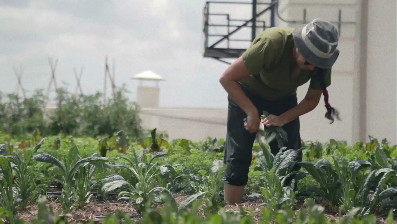 Brooklyn Farmer