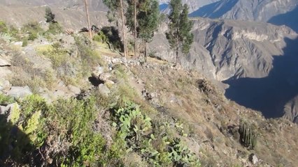 Action 20 - Canyon del Colca Âne et Cellulaire