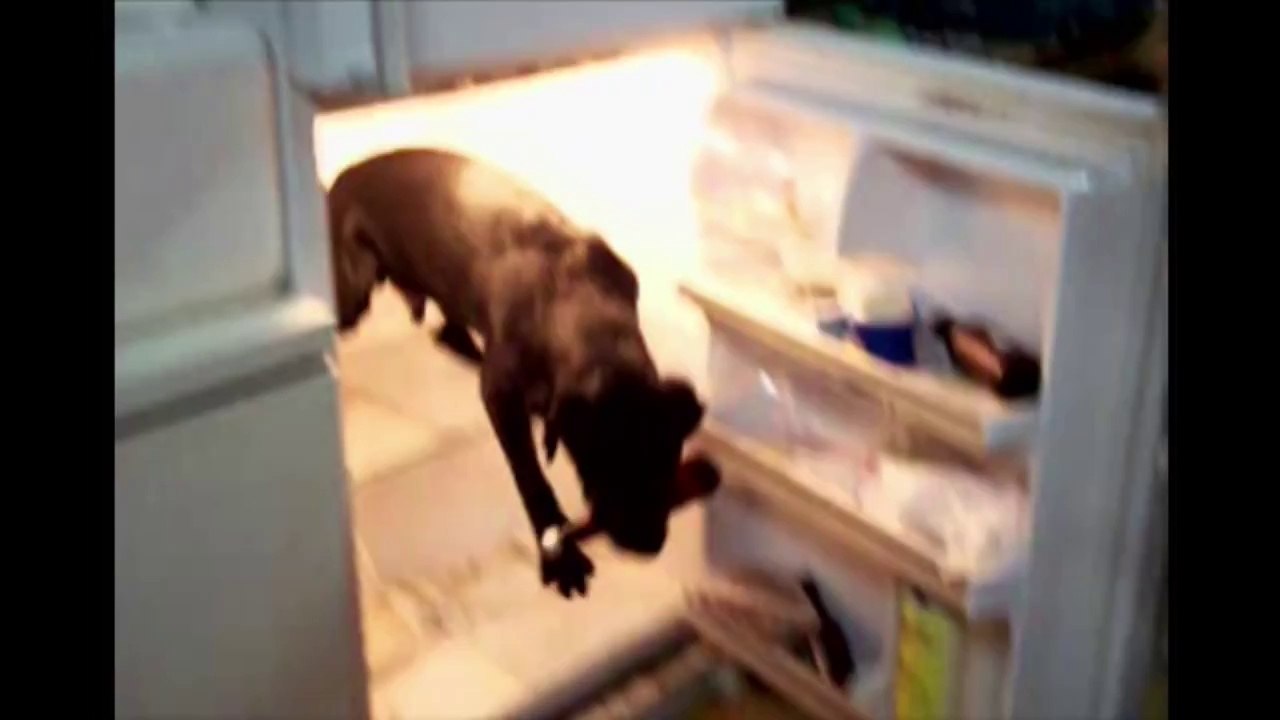 Labrador Gets Stuck In The Fridge