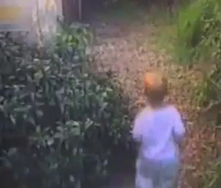 funny clip cat attack