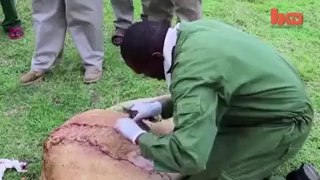 Lioness is attacked by a Buffalo - A deep Injury