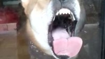 Shiba Inu licking a window