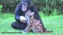 Hayvanlarda dostluk ve sevgi