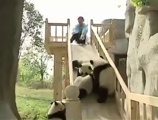Panda yavrularının kayak kayması ancak bu kadar tatlı olabilirler.