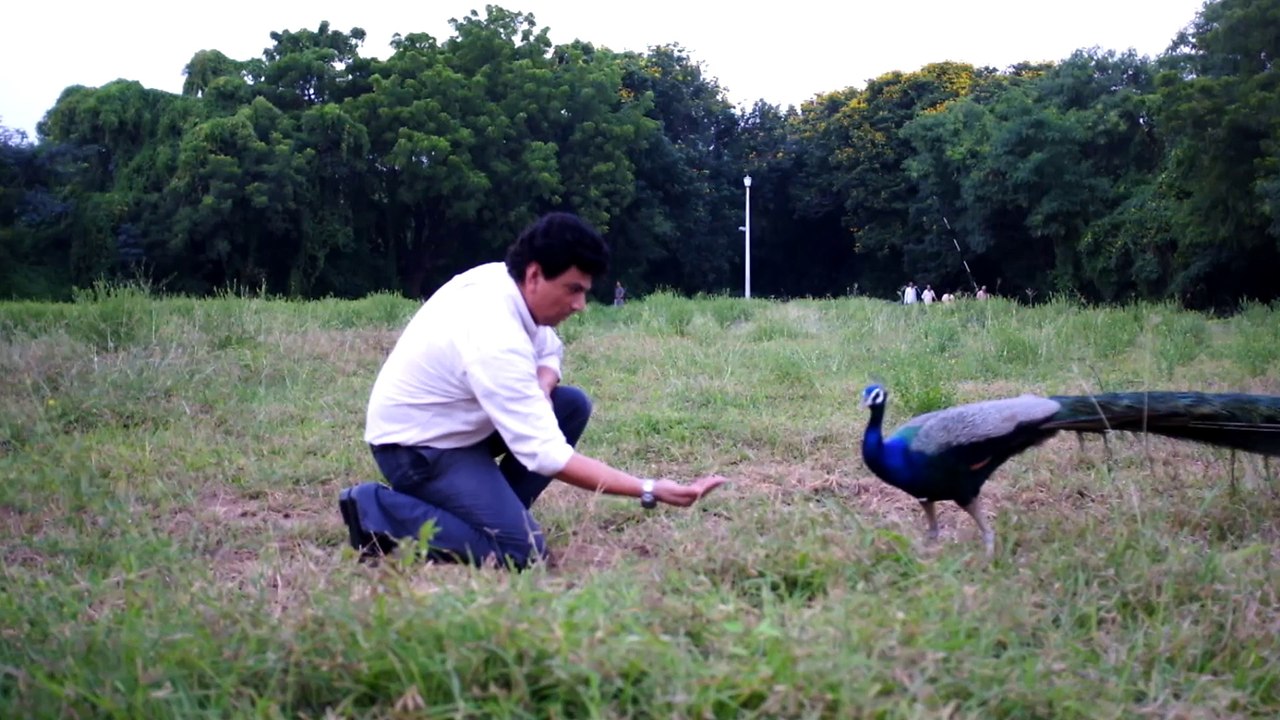 Feeding Peacock in Atira September 2011, Ahmedabad (India)
