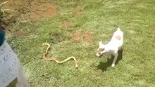 cat vs snake