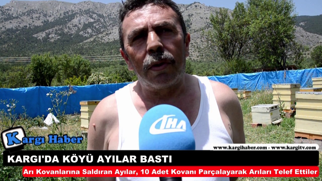 KARGI'DA KÖYÜ AYILAR BASTI - www.kargihaber.com