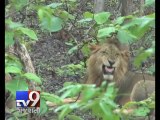 As per Government indicators, 66 lions died in Gujarat last year - Tv9 Gujarati