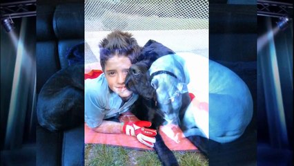 les cane corso et leurs copains