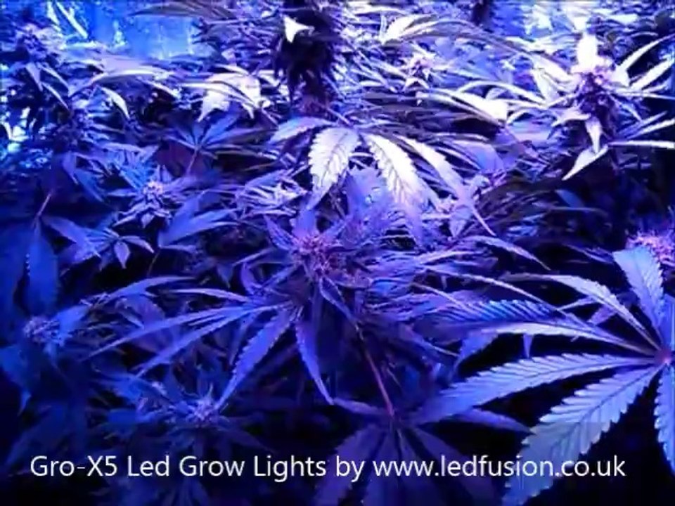 5w led grow light - Gro-X5 Led Grow Lights - Day 28
