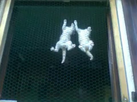 Chatons 2 mois 1/2 Jackson et Tyson